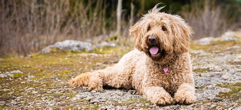 are there affordable goldendoodles to adopt